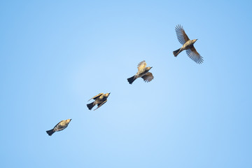 Sequence of a flight of brown eared bulbul.