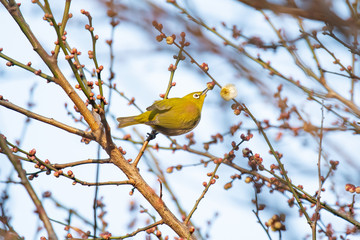 Japanese white eye sucks nectar of Japanese apricot in winter.