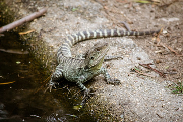 Eastern water dragon near the water 