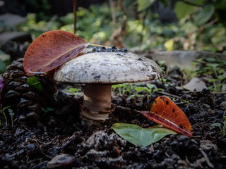 mushroom in forest