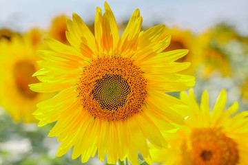 Obraz premium Sunflower field at sunset. Farm field.