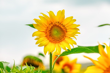 Obraz premium Sunflower field at sunset. Farm field.
