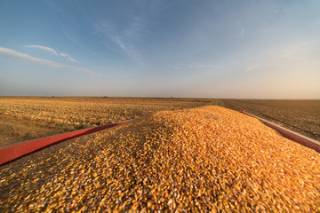 Corn grains in tractor trailer