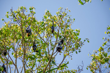 Flying dog on a tree in Sri Lanka Asia
