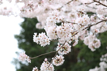 Fototapeta premium 桜
