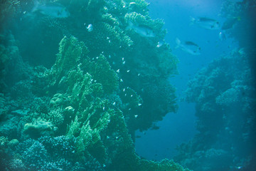 Fototapeta na wymiar The underwater world of the Red Sea.