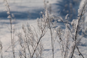 Fototapeta na wymiar winter in forest