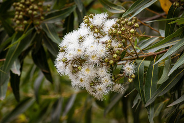 White flowers on a eucalyptus 