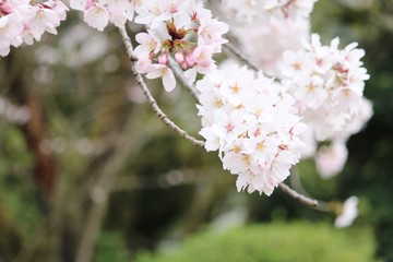 桜