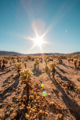Joshua Tree National Park