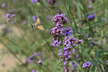 Bee honey in the flying insects