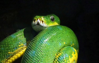 Green python