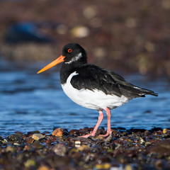 Eurasian Oystercatcher, Oystercatchers, Haematopus ostralegus