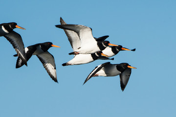 Eurasian Oystercatcher, Oystercatchers, Haematopus ostralegus