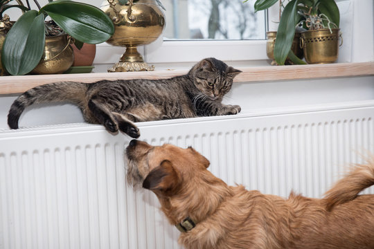 cat on the radiator
