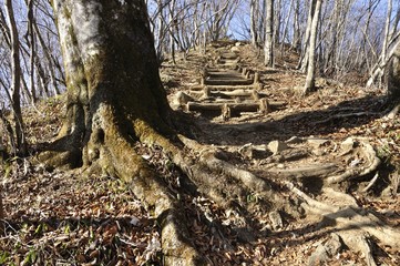 三頭山の登山道