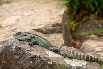 Water dragon sunning on rock 