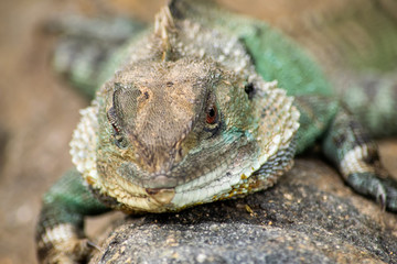 Close up of water dragon 