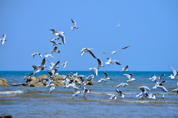 Seagulls fly in free