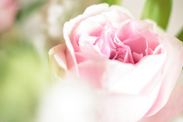 sweet pink rose flower with bokeh, shallow depth of field