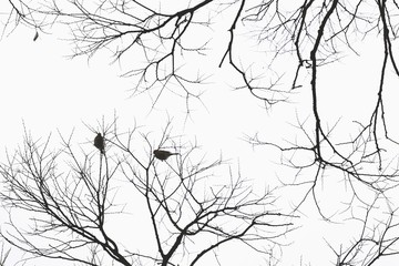 Birds with branches