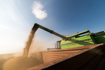 Pouring soy grain into tractor trailer