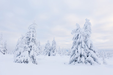 Fototapeta na wymiar Beautiful winter landscape, trees covered with snow.