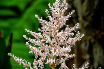 Pink flowers 