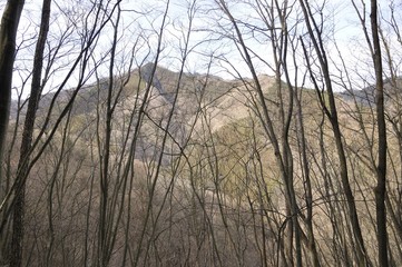 Fototapeta premium 樹林から望む大沢山