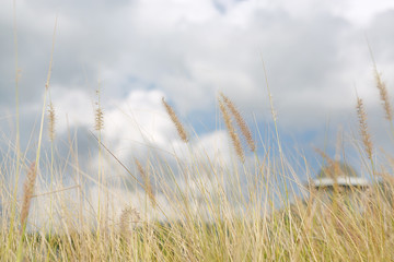 Fototapeta premium Nature wild grass flower. Golden sunset in nature. Shallow depth of field.