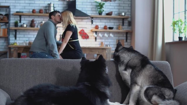 Two siberian huskies are sitting on the couch. Woman and man talking in the kitchen on the background of huskies. Huskies and their kissing owners have a rest in the house