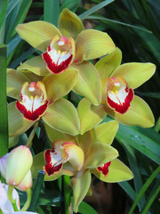 орхидея, цветы