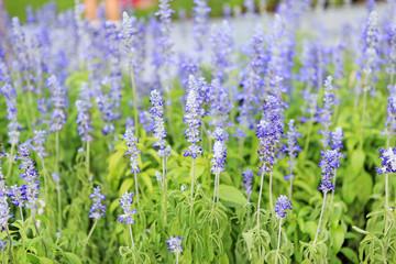 Naklejka premium For get me not flower in the garden.