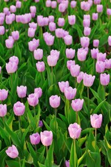 Group of colorful tulip. blue, purple, magenta flower tulip lit by sunlight. Soft selective focus, tulip close up, toning. Bright colorful tulip photo on thrive green background