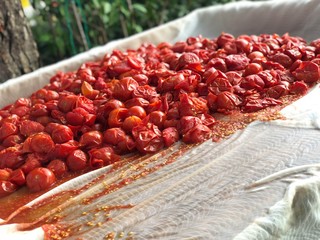 Passata di pomodoro