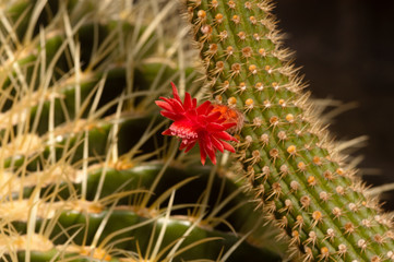 Cleistokaktus mit roter Blüte