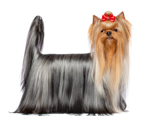 Yorkshire Terrier Dog  Isolated  on White Background in studio