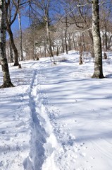 丹沢山に続く雪道