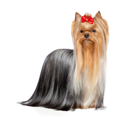 Yorkshire Terrier Dog  Isolated  on White Background in studio