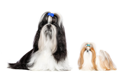Shih Tzu dog on Isolated White Background in studio