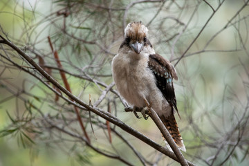 Kookaburra looking ahead at Botanic Gardens