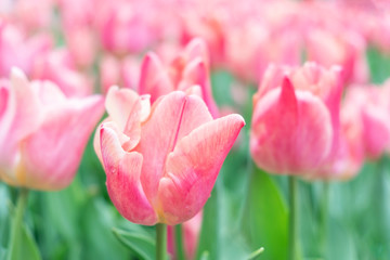 Close up.Beautiful Pink tulips blooming in garden,Tulip flower with green leaf background in tulip field at spring.
