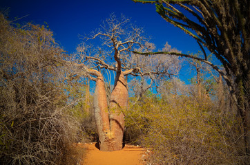 Landscape with Adansonia grandidieri baobab tree in Reniala national park, Toliara, Madagascar