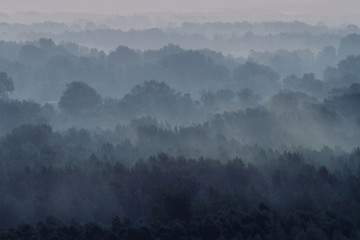 Mystical view on forest under haze at early morning. Eerie mist among layers from tree silhouettes in taiga under predawn sky. Atmospheric minimalistic landscape of majestic nature in faded blue tones