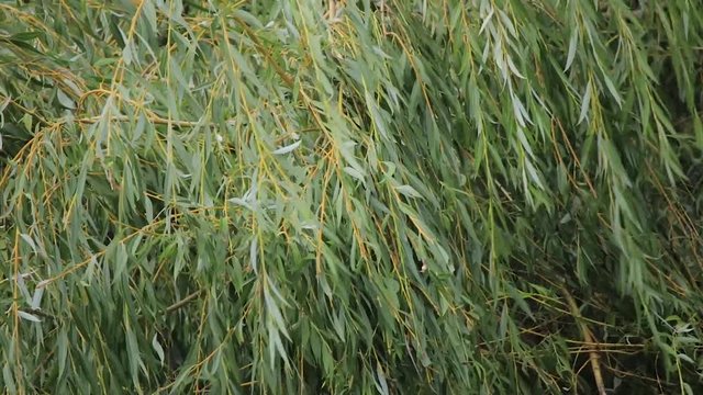 light breeze blowing long strands from willow tree in summer