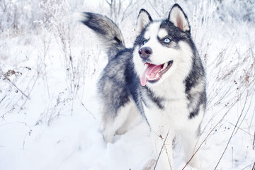 Siberian Husky dog playing in the winter snowy forest