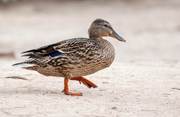 pato ánade común vuela plumaje colores agua acuático pardo