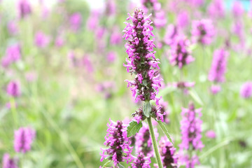 Obraz premium Summer landscape with wildflowers at sunset. Blooming Betonica officinalis. Medicinal plants, herbs in the garden.Blurred background.