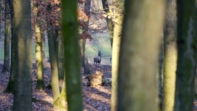 Fallow Deer (Dama dama), in autumn forest, Czech Republic. Deer in the nature habitat. Animal in the forest meadow. Wildlife scene in Europe.