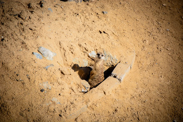 Prairie Dog in its Burrows